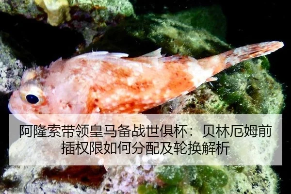 阿隆索带领皇马备战世俱杯：贝林厄姆前插权限如何分配及轮换解析